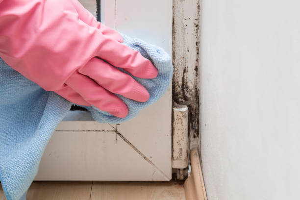 Mold Remediation for Rental Properties in New Johnsonville, TN